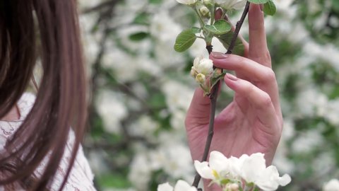 Woman hands in elegant white dress gentle hold spring apple tree blossom flowers with green leaves. Apple tree white flower in the garden. Beauty, health, freshness and naturalness concept. Close up