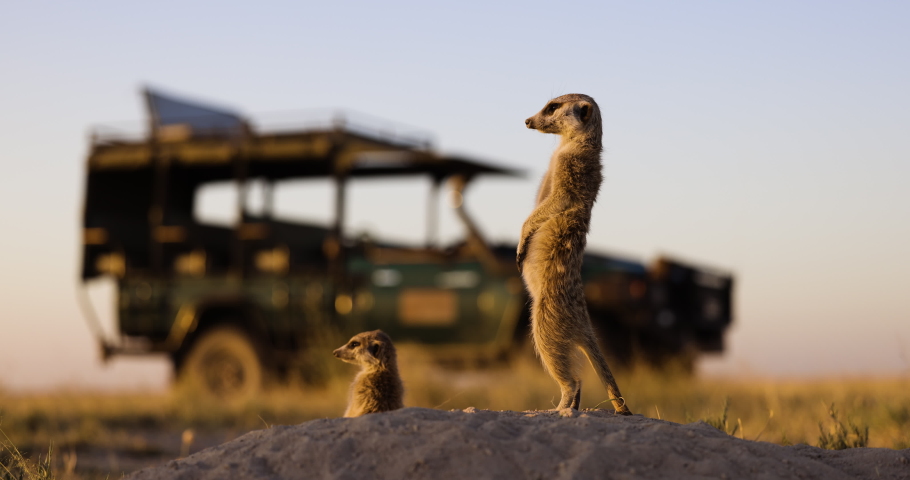Travel and Tourism.Funny cute animals. Close-up portrait of two meerkats standing on their burrow with a safari vehicle in the background Royalty-Free Stock Footage #1074115616