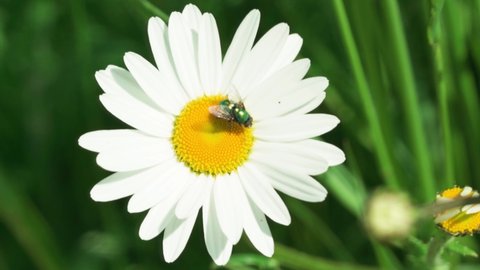 A fly sitting and walking on daisies (marguerite) in bright sunshine.