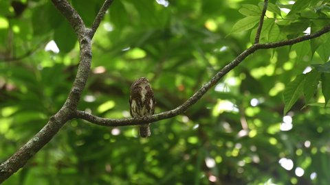 Collared Pygmy Owlet, Taenioptynx brodiei, Kaeng Krachan, Thailand; perch on a branch looking up towards the left side then made its call and turned its head facing to its right.