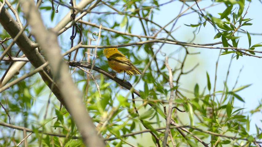 yellow warbler performs body cleaning while perched on the branch. American yellow warbler, Setophaga genius