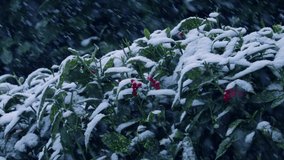 Heavy snowfall on green leaves in Winter, snowy day