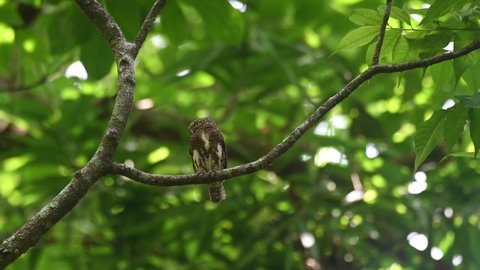 Collared Pygmy Owlet, Taenioptynx brodiei, Kaeng Krachan National Park, Thailand; seen perching on a branch facing to the left of the frame calling and then it flies away to that direction.