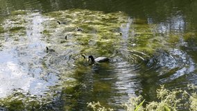 Fulica atra swims with children in a pond. Bird in the water.