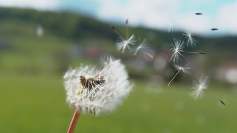 SLOW MOTION, CLOSE UP, COPY SPACE, DOF: Cinematic macro shot of a blossoming dandelion blown away by the warm summertime wind. Fluffy white seeds get swept away by wind blowing across countryside.