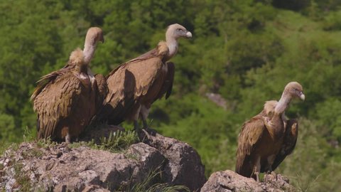 Griffon vulture (Gyps fulvus), eating and flying