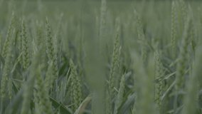 Wheat in the field, wheat ears close-up during the rain, drops on the ears. Modern agriculture. slow motion 100 fps. ungraded Macro video, ProRes 422, ungraded C-LOG3 10 bit