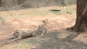 Video of a familyof lions found in a city park in Johannesburg, South Africa.