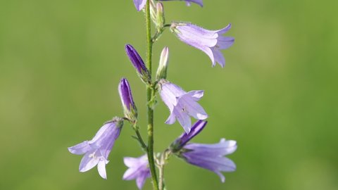 Purple flower of Siberian Bellflower on a meadow, Campanula sibirica