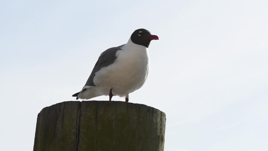 Laughing gull perched on a post then flies away. Stock wildlife nature FullHD footage