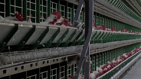 Poultry Farm, Egg Production, Layer Chickens at Modern Poultry House. 