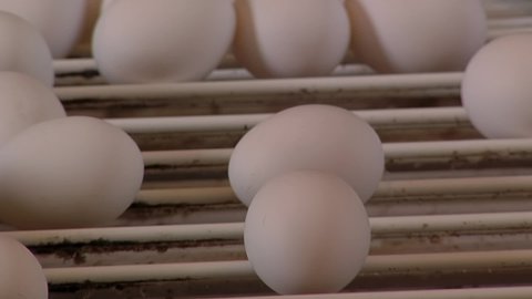 Chicken Eggs moving Along a Conveyor Belt at a Poultry Farm. Close Up.  