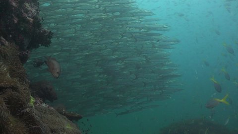 Underwater footage of a school of chevron barracuda (Sphyraena sp.) fish. Filmed in the Gulf of Thailand, Thailand.