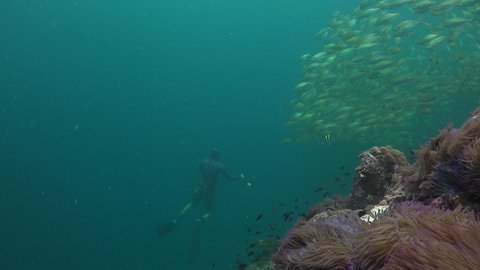 The freediver looks at a school of yellow fish. A strong wave shakes him and the flock 
