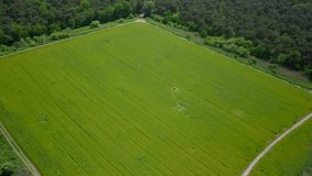 Aerial drone view of the big wide grass field near the forest in the Netherlands.