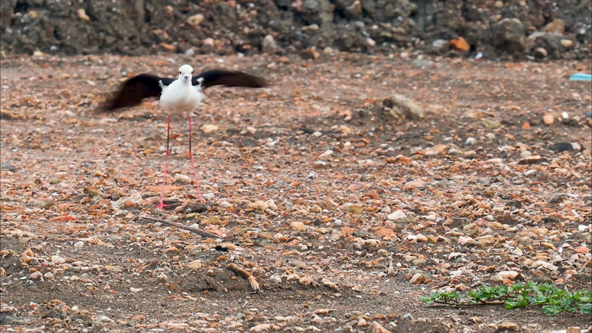 The Black-winged Stilt deceive predators that come near their nests