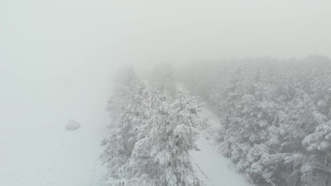 Low angled drone flyover footage of tall green pine trees covered in snow with dirt road leading through and heavy fog on a cold winters morning.