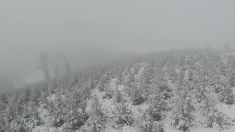 Aerial flyover video of small pine tree forest covered in snow with tall trees barely visible in the thick fog.