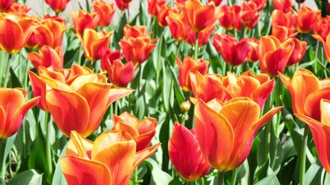 Many orange tulips sway in the wind in an open space in the park. Concept of a greeting card for valentines day, mothers day, international womens day, flower delivery. 4k