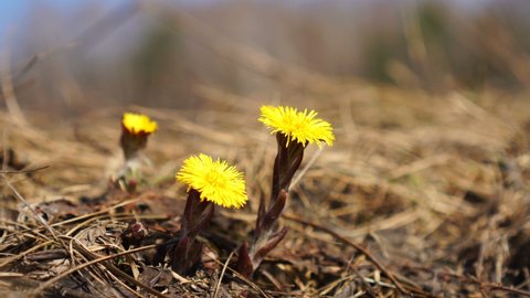 Spring flower yellow coltsfoot in the grass awakening after the snowmelt. Springtime nature