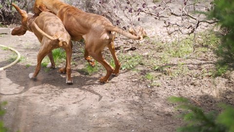 Two Hungarian Vizsla is playing in the garden. A young and old dog playing outdoors.