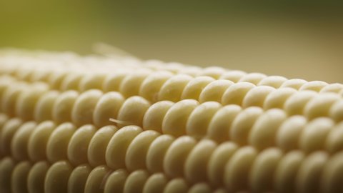 Corn cob extreme close up stock footage