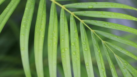 Areca Palm leaves blowing in the wind after the rain