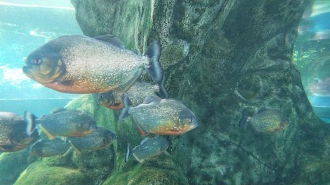 Piranhas swimming in water. This is a kind of predatory fish