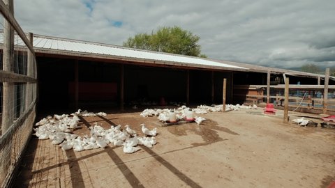 Lot of white geese in farm yard in Countryside. The farming of ducks for meat, farming concept. Move camera