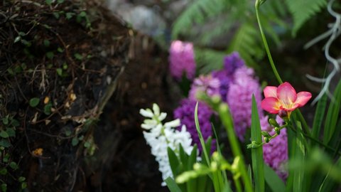 Tiny freesia hyacinth purple flower in forest, California USA. Springtime morning atmosphere, delicate tiny violet pink green plant. Spring fairy botanical pure freshness. Wilderness wood ecosystem.