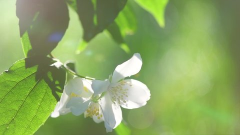 Jasmine flowers closeup. Jasmin flowers blooming in spring garden. Aroma therapy, fragrant tea, perfume ingredient. Slow motion video footage 4K. 