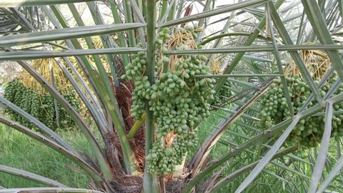 Bunches of dates growing on a date palm tree.