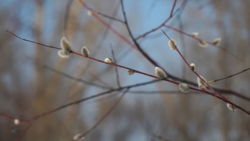 Fluffy pussy-willow buds sway in the breeze