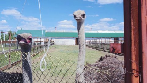 Two African ostriches walk behind a fence in an aviary on a farm. Breeding, cultivation. High quality 4k footage