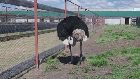 The African ostrich behind the fence in the aviary on the farm lay down to rest on the grass. Breeding, cultivation.