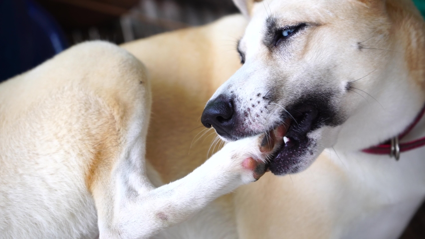 Dogs lick, gnaw, sheep, scratch due to itching. from fungi, bacteria, yeast, along the crotch area of the toes Sometimes they even put it in their mouth. may cause various pathogens ingest. Royalty-Free Stock Footage #1074186683