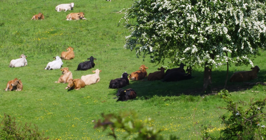 A herd of cows lying down in a green field some in the shade under a tree on an english summer day.