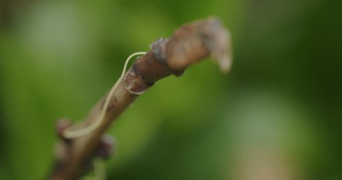 Static macro shot of nematode (roundworm) climbing on a small brown branch. Worming slightly like an alien creature. Very shallow depth of field.