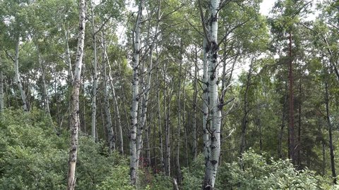 Video of a flight through a mixed aspen forest with pine and birch trees. Mount Tserkovka in Altai near town Belokurikha. Russia.