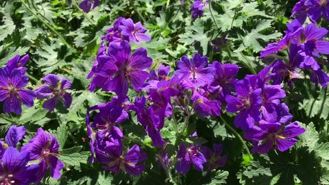 Bees collecting nectar from Purple Cranesbill (Geranium x magnificum) in Public Park Hasenheide in Berlin in the summer sun. Slow Motion. 