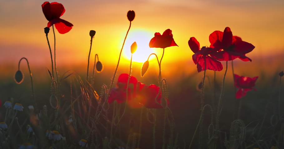 Red poppy flowers in green agricultural field against sunset clouds, colorful 4k video | Shutterstock HD Video #1074190544
