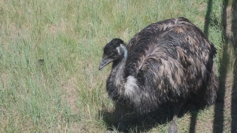 An Australian Emu ostrich rests on the grass of a farm. Breeding, cultivation.