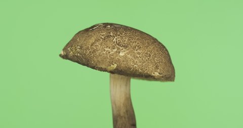 Rotation of the flywheel mushroom. Natural forest mushroom. Flywheel is a genus of edible tubular mushrooms of the boletus family. Isolated on green background.