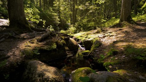 Small crystal water cascading creek in National Park in Finland. With the sounds of nature, the singing of birds, the murmur of a stream
