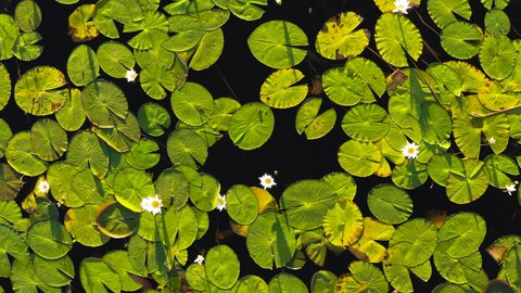 Aerial zoom out view of a large patch of beautiful water lilies on the waterways of the Okavango Delta