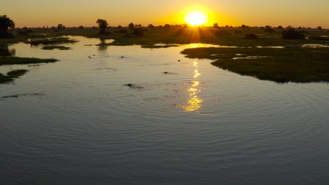 Spectacular aerial fly over view of hippopotamus swimming in the beautiful scenic Okavango Delta at sunset