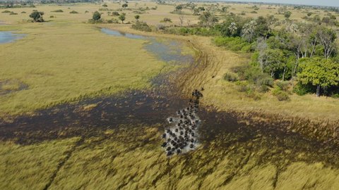 Spectacular aerial view of a herd of Cape Buffalo running through the water of the beautiful scenic Okavango Delta 