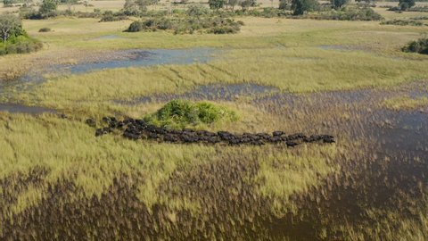 Spectacular close-up aerial view of a herd of Cape Buffalo running through the water of the beautiful scenic Okavango Delta 