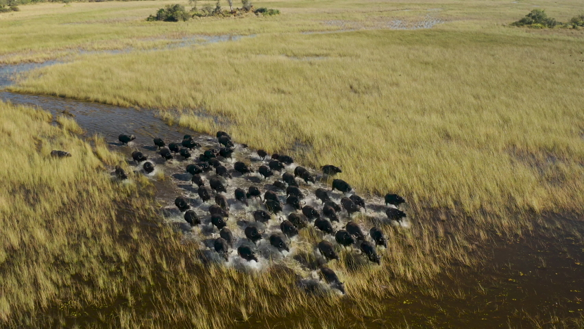 Spectacular close-up aerial view of a herd of Cape Buffalo running through the water of the beautiful scenic Okavango Delta  Royalty-Free Stock Footage #1074203813