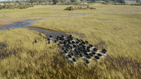 Spectacular close-up aerial view of a herd of Cape Buffalo running through the water of the beautiful scenic Okavango Delta  Botswana